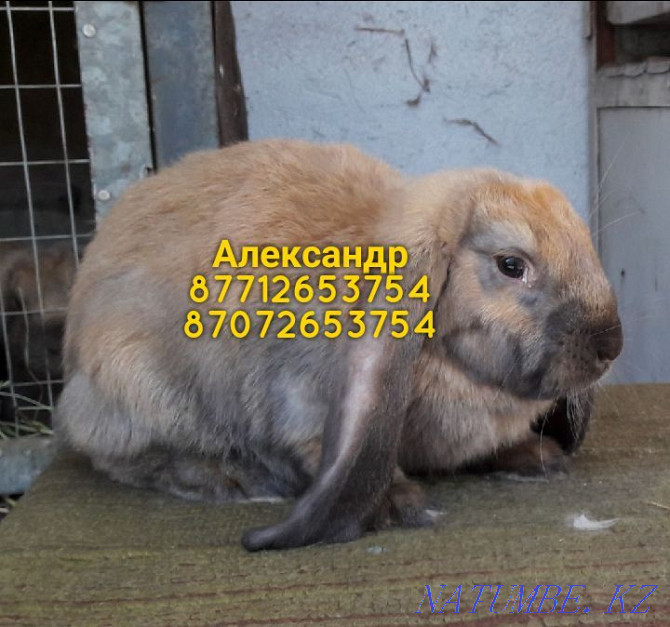 I will sell rabbits of breed Flander, the French ram (color Madagascar) Astana - photo 4