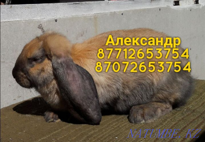 I will sell rabbits of breed Flander, the French ram (color Madagascar) Astana - photo 2
