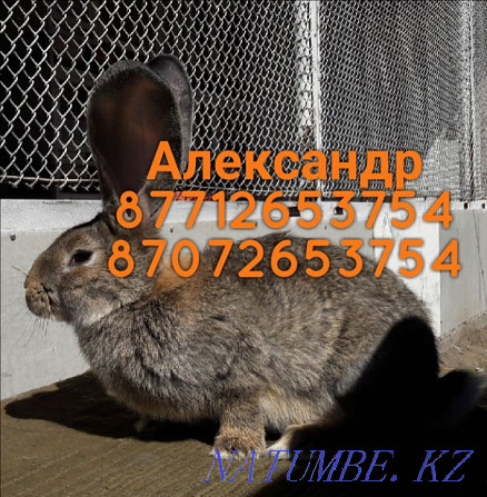 I will sell rabbits of breed Flander, the French ram (color Madagascar) Astana - photo 3