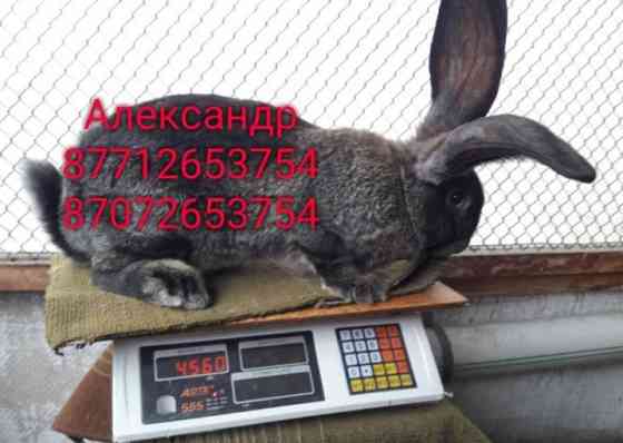 Продам молодняк кроликов породы Фландер, Французский баран Астана