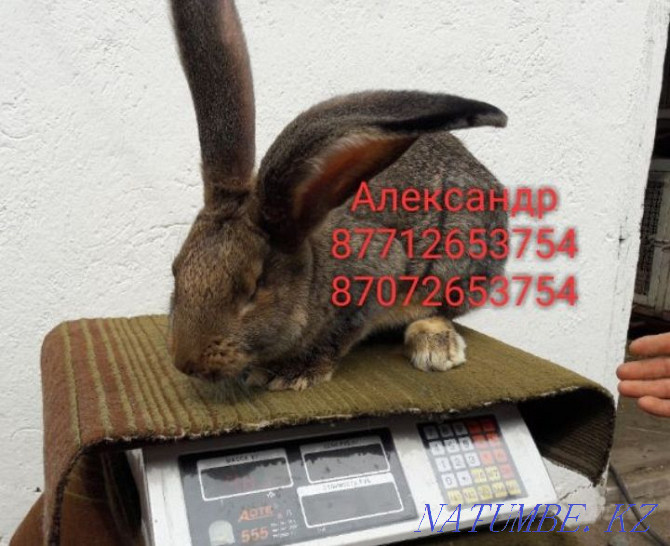 Продам молодняк кроликов породы Фландер, Французский баран Астана - изображение 1
