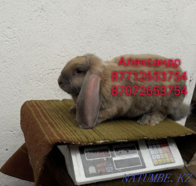 Продам молодняк кроликов породы Фландер, Французский баран Астана - изображение 3