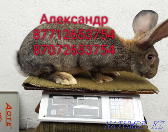 Продам молодняк кроликов породы Фландер, Французский баран Астана - изображение 4