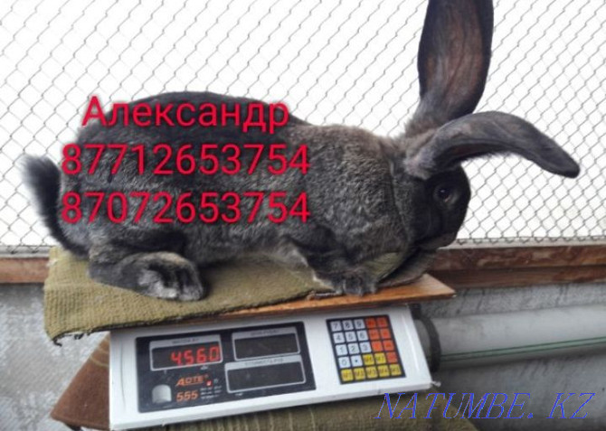 Продам молодняк кроликов породы Фландер, Французский баран Астана - изображение 2