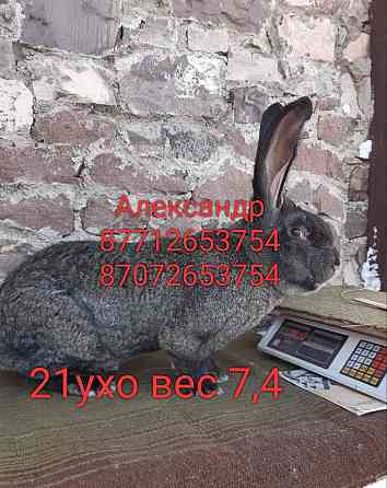 Продам молодняк кроликов породы Фланлер и Французский баран Астана
