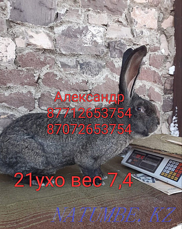 Продам молодняк кроликов породы Фланлер и Французский баран Астана - изображение 3
