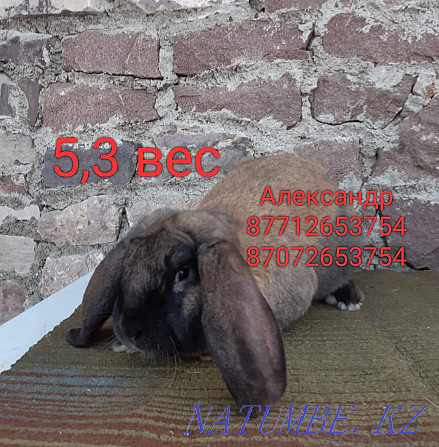 Продам молодняк кроликов породы Фланлер и Французский баран Астана - изображение 4