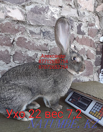 Продам молодняк кроликов породы Фланлер и Французский баран Астана - изображение 1