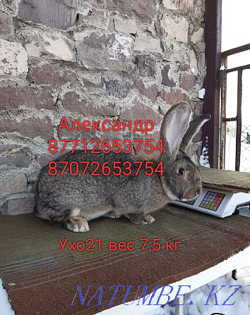 Продам молодняк кроликов породы Фланлер и Французский баран Астана - изображение 2