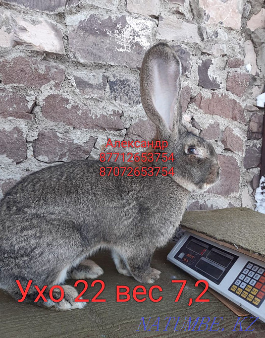 I will sell young growth of rabbits of breed Flanler and the French ram Astana - photo 1