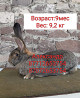 Продам кроликов породы Фландер и Французский баран  Астана