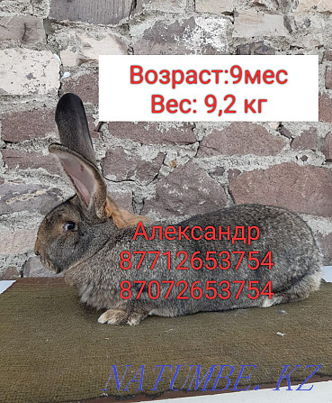 I will sell rabbits of breed Flander and the French ram Astana - photo 1