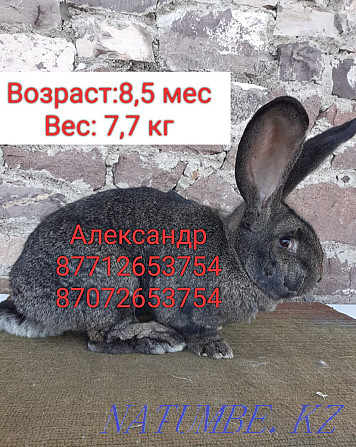 Продам кроликов породы Фландер и Французский баран Астана - изображение 3