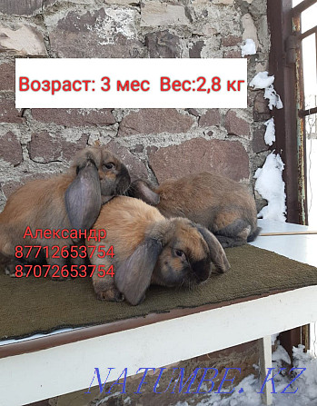 I will sell rabbits of breed Flander and the French ram Astana - photo 4