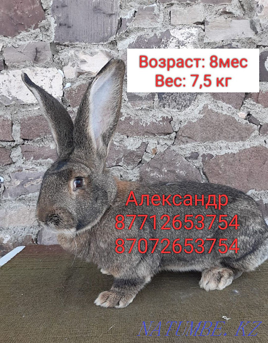 I will sell rabbits of breed Flander and the French ram Astana - photo 2
