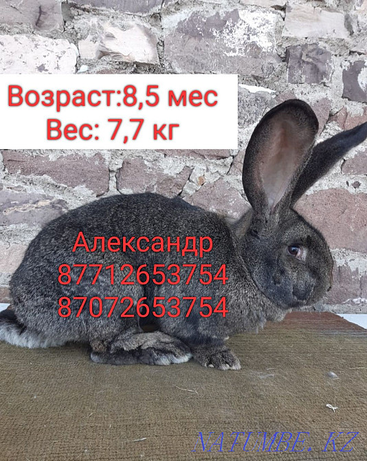 I will sell rabbits of breed Flander and the French ram Astana - photo 3