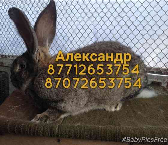 Продам молодняк кроликов породы Фландер, Французский баран Астана