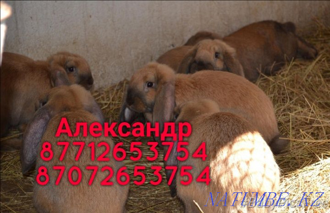 Продам молодняк кроликов породы Фландер, Французский баран Астана - изображение 3