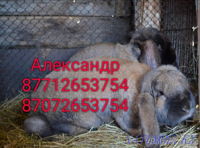 I will sell young growth of rabbits of breed Flander, the French ram Astana - photo 4