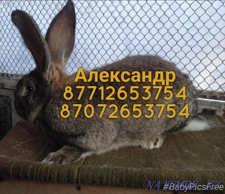 I will sell young growth of rabbits of breed Flander, the French ram Astana - photo 2