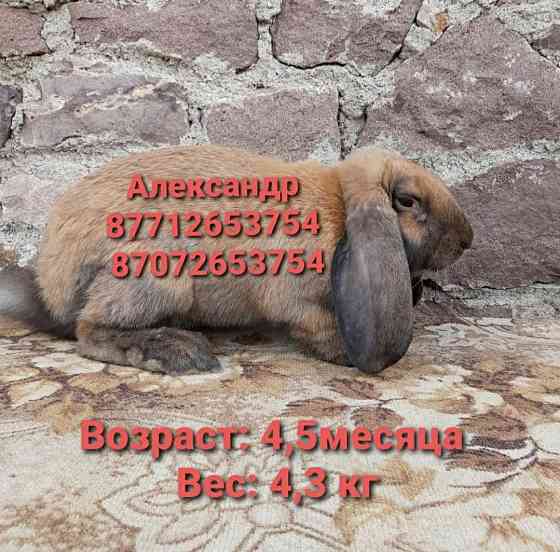 Продам молодняк кроликов породы Французский баран Astana