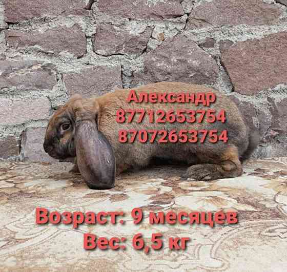 Продам молодняк кроликов породы Французский баран Астана