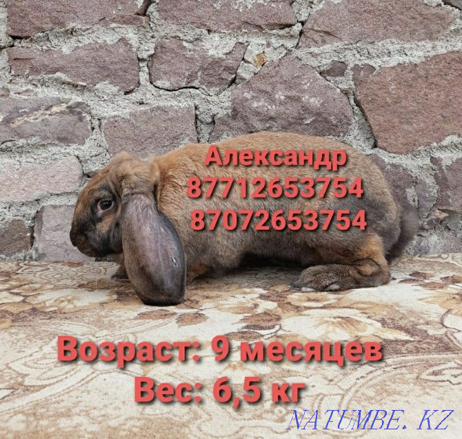 Продам молодняк кроликов породы Французский баран Астана - изображение 3