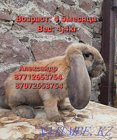 I will sell young growth of rabbits of breed the French ram Astana - photo 1