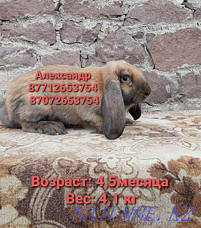 I will sell young growth of rabbits of breed the French ram Astana - photo 2