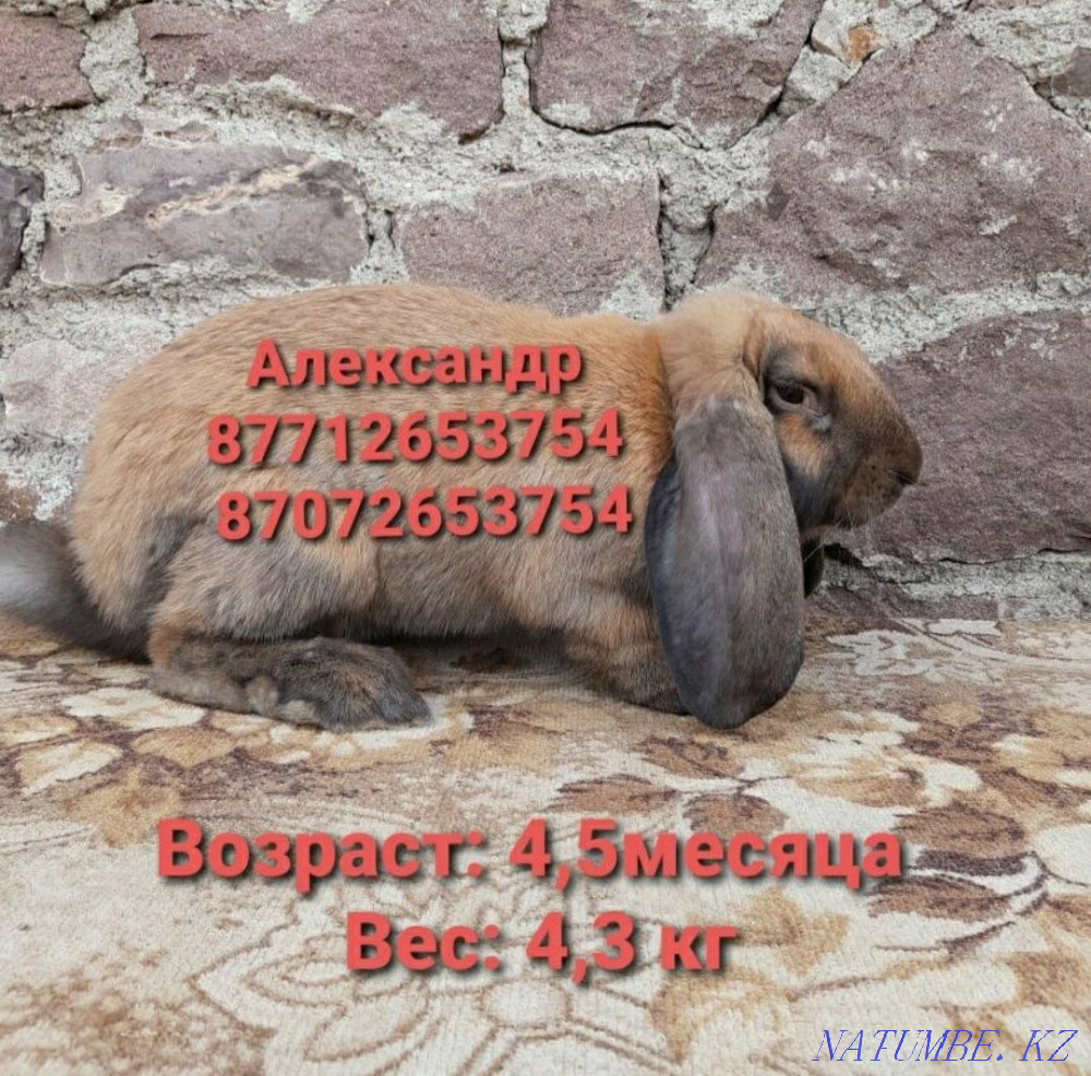 I will sell young growth of rabbits of breed the French ram Astana - photo 4