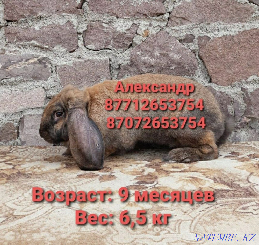I will sell young growth of rabbits of breed the French ram Astana - photo 3