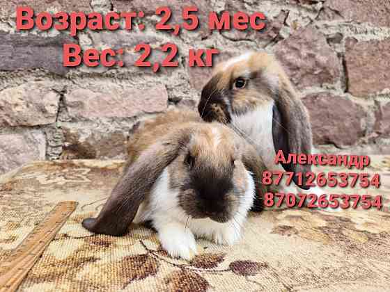 Продаю кроликов молодняк породы Французский баран(окрас Мадагаскар). Astana