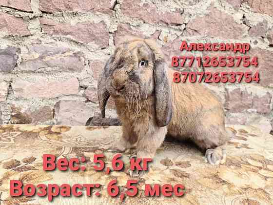 Продаю кроликов молодняк породы Французский баран(окрас Мадагаскар). Astana