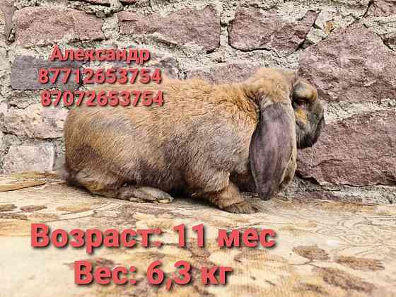 Продаю кроликов молодняк породы Французский баран(окрас Мадагаскар). Астана
