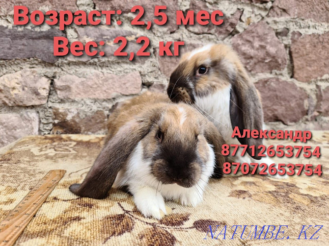 I sell rabbits young growth of breed the French ram (color Madagascar). Astana - photo 1