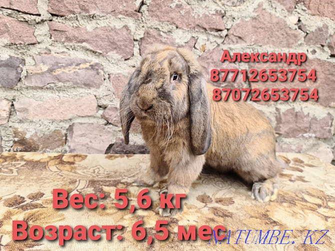 I sell rabbits young growth of breed the French ram (color Madagascar). Astana - photo 2