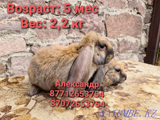 I sell rabbits young growth of breed the French ram (color Madagascar). Astana - photo 4