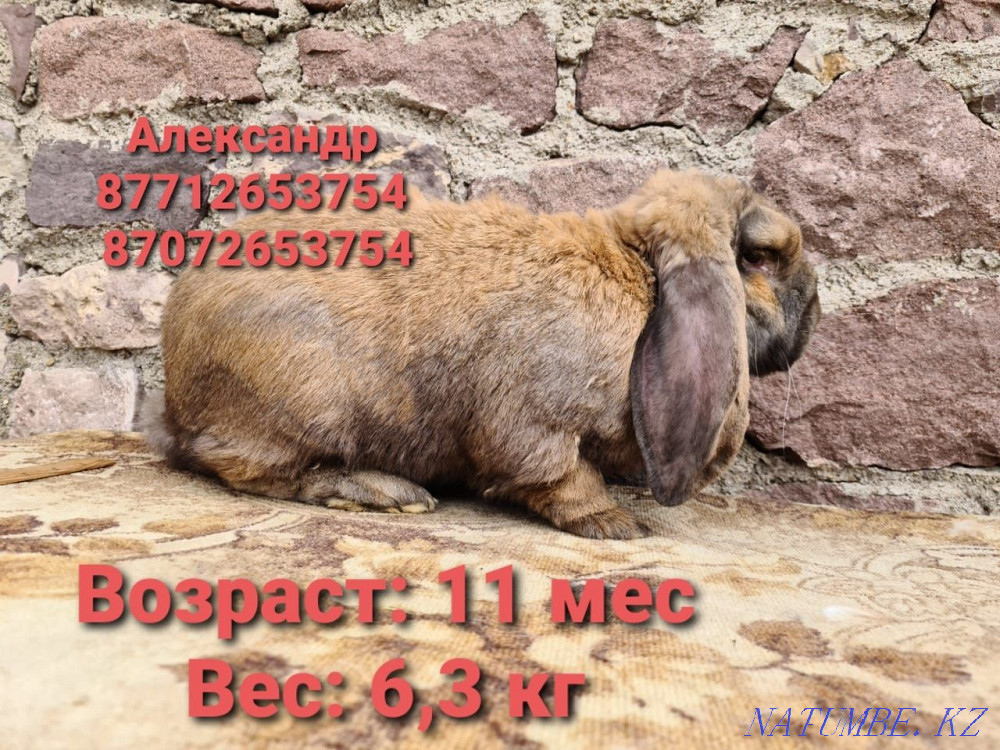 I sell rabbits young growth of breed the French ram (color Madagascar). Astana - photo 3