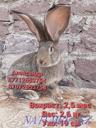 I will sell rabbits of breed Flander, the French ram Astana - photo 4