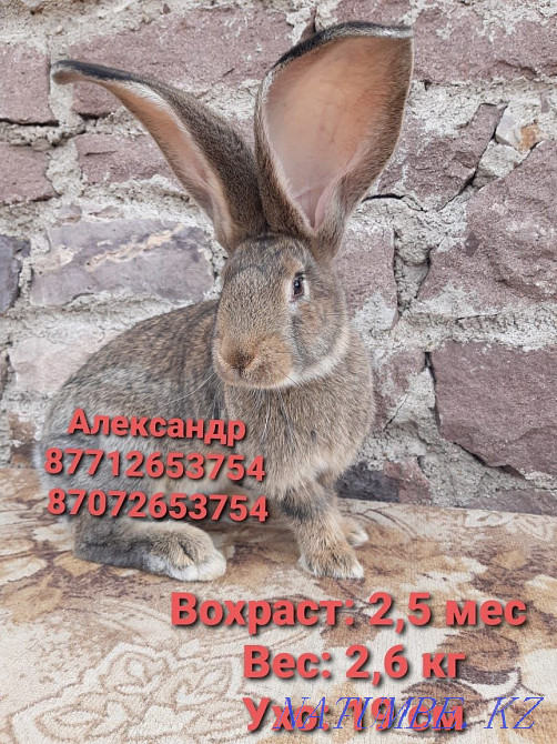 Продам кроликов породы Фландер, Французский баран Астана - изображение 4
