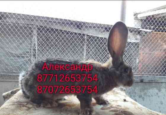 Продам кроликов породы Фландер и Французский Баран Астана