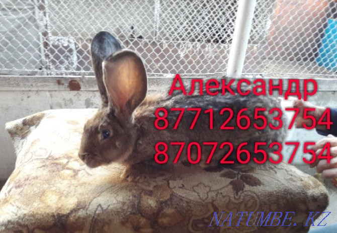 Продам кроликов породы Фландер и Французский Баран Астана - изображение 3