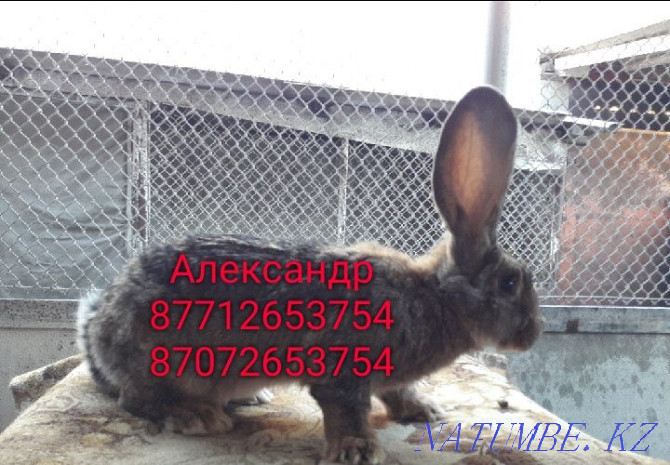 Продам кроликов породы Фландер и Французский Баран Астана - изображение 1