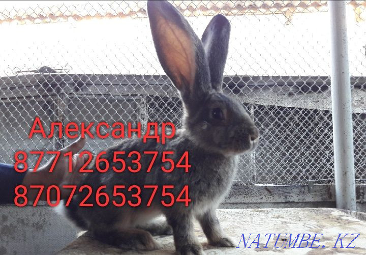 Продам кроликов породы Фландер и Французский Баран Астана - изображение 2