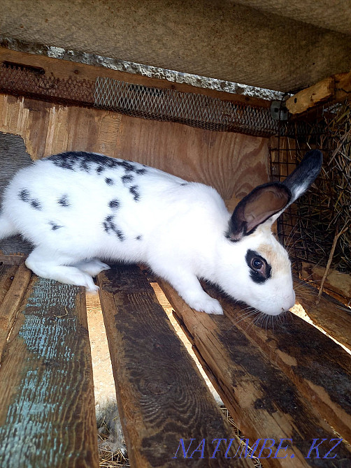 Продам кроликов  - изображение 2