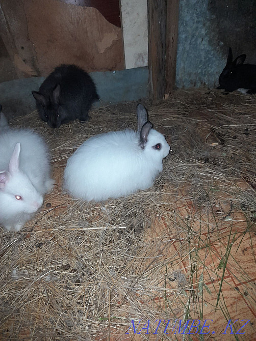 Selling rabbits. Kostanay - photo 2