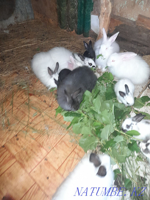 Selling rabbits. Kostanay - photo 3