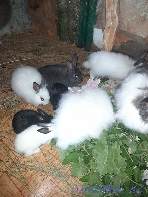 Selling rabbits. Kostanay - photo 4