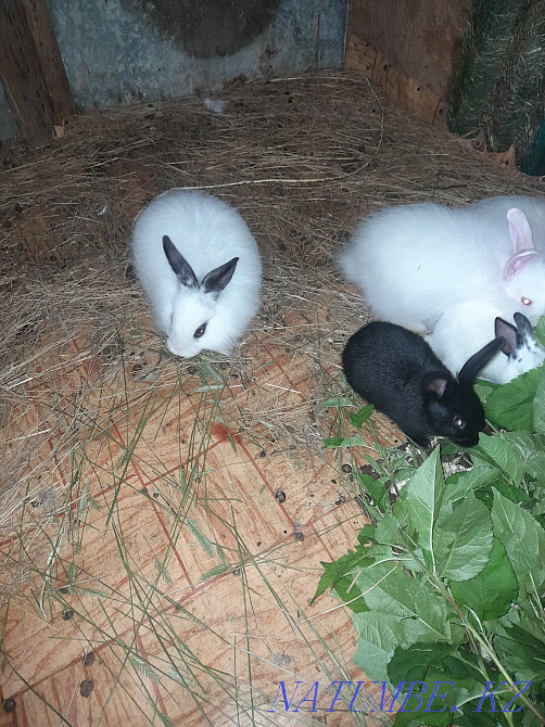 Selling rabbits. Kostanay - photo 1