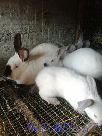 rabbits Abay - photo 2